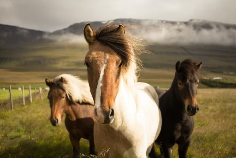 Nellie Berntsson och ett liv med hästar